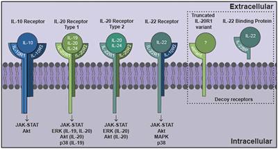 The Interleukin-10 Family of Cytokines and Their Role in the CNS